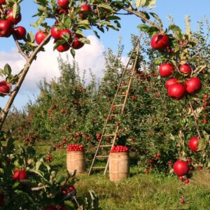 apples, orchard, apple trees, apple orchard, harvest, produce, organic, fresh, red apples, harvesting, ladder, nature, fruits, branches, natural, outdoors, rural, landscape, countryside, farm, agriculture, farmland, farming, food, apples, apples, apples, orchard, apple orchard, harvest, fruits, farm, farm, farm, farm, farm, agriculture, agriculture, farming, food, food, food