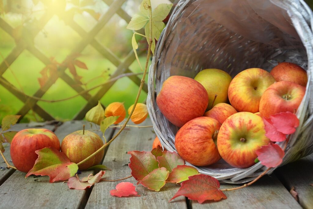 apples, leaves, fall, still life, basket, autumn, harvest, produce, nature, organic, fruit, food, light