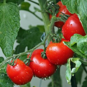 tomatoes, vines, water droplets, nature, wet, red tomatoes, fresh tomatoes, harvest, produce, organic, ripe tomatoes, leaves, plants, agriculture, rain drops, vegetables, eat, red, healthy, food, fresh, close up