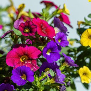 Colorful close-up of blooming garden flowers, perfect for nature photography.