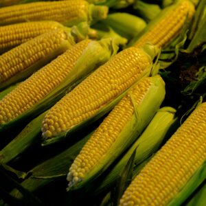 Close-up view of fresh organic corn on the cob with husks at a market. Perfect for healthy eating concepts.