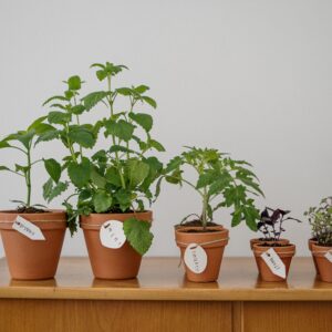 Five potted herbs including oregano and basil on a wooden table indoors.
