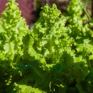 Close-up of vibrant green lettuce leaves growing in a sunny garden setting.